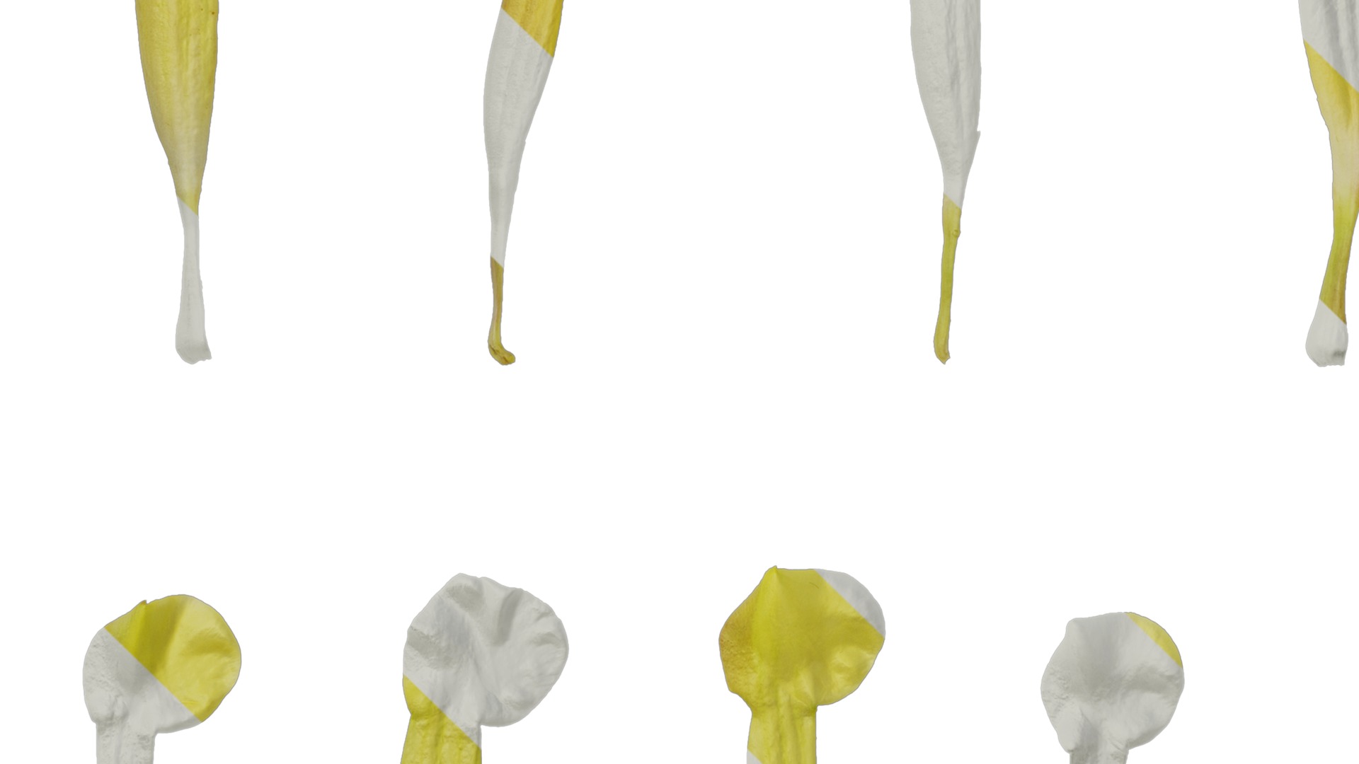 Anydrafts Allamanda schottii Flower 03 Texture_5