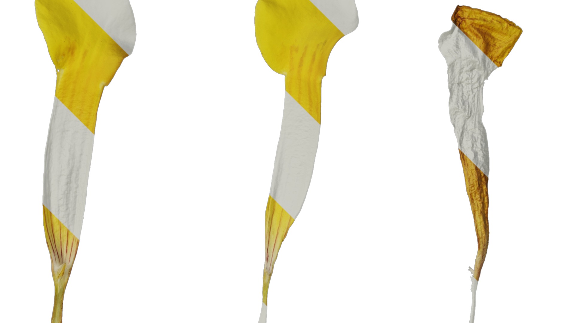 Anydrafts Allamanda schottii Flower 03 Texture_2