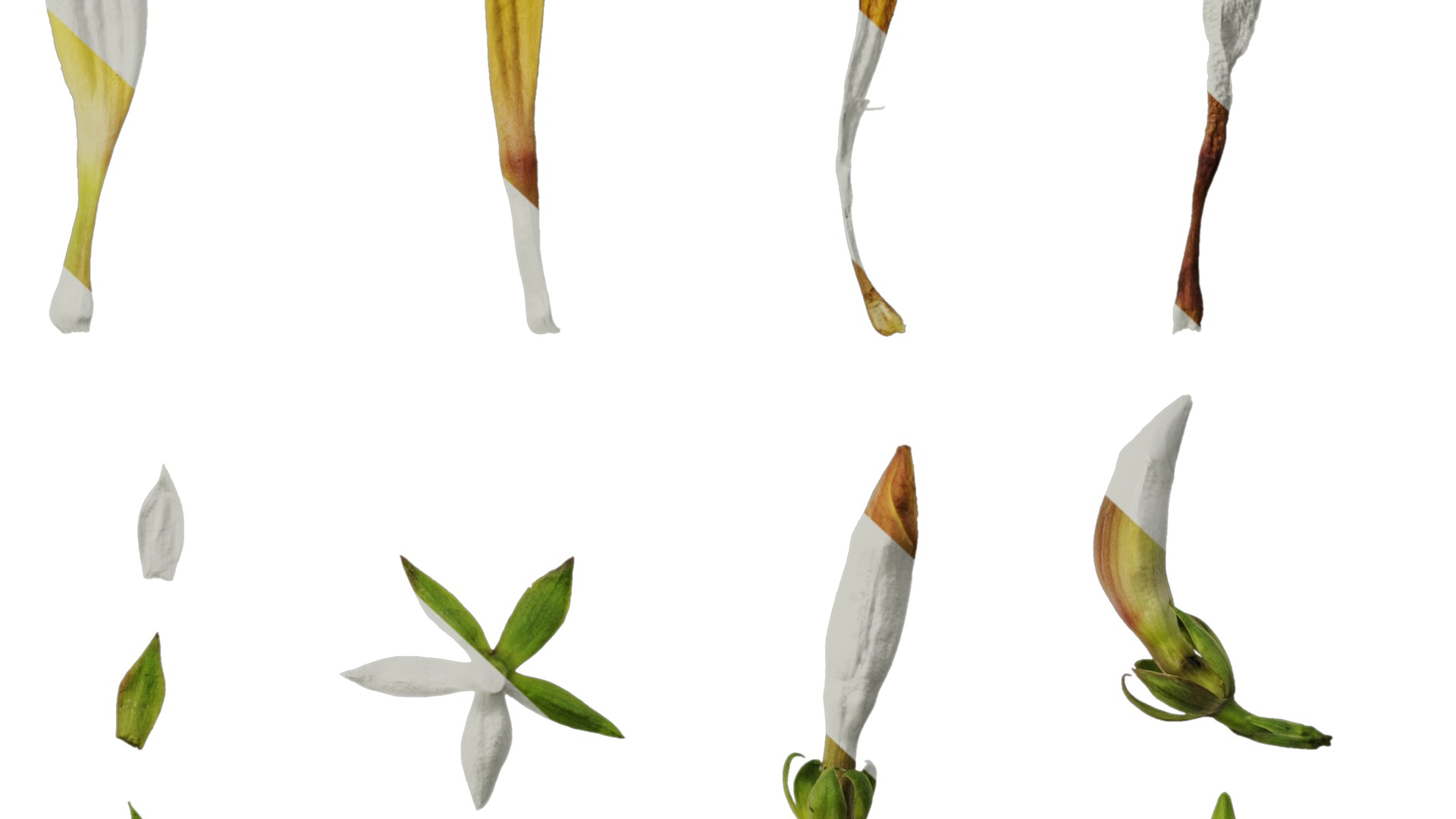 Anydrafts Allamanda schottii Flower 03 Texture_6