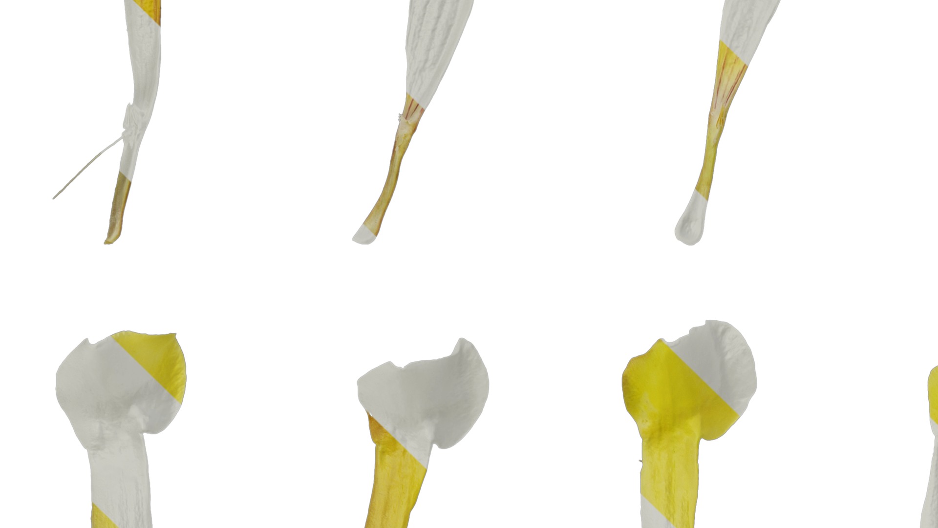 Anydrafts Allamanda schottii Flower 03 Texture_3