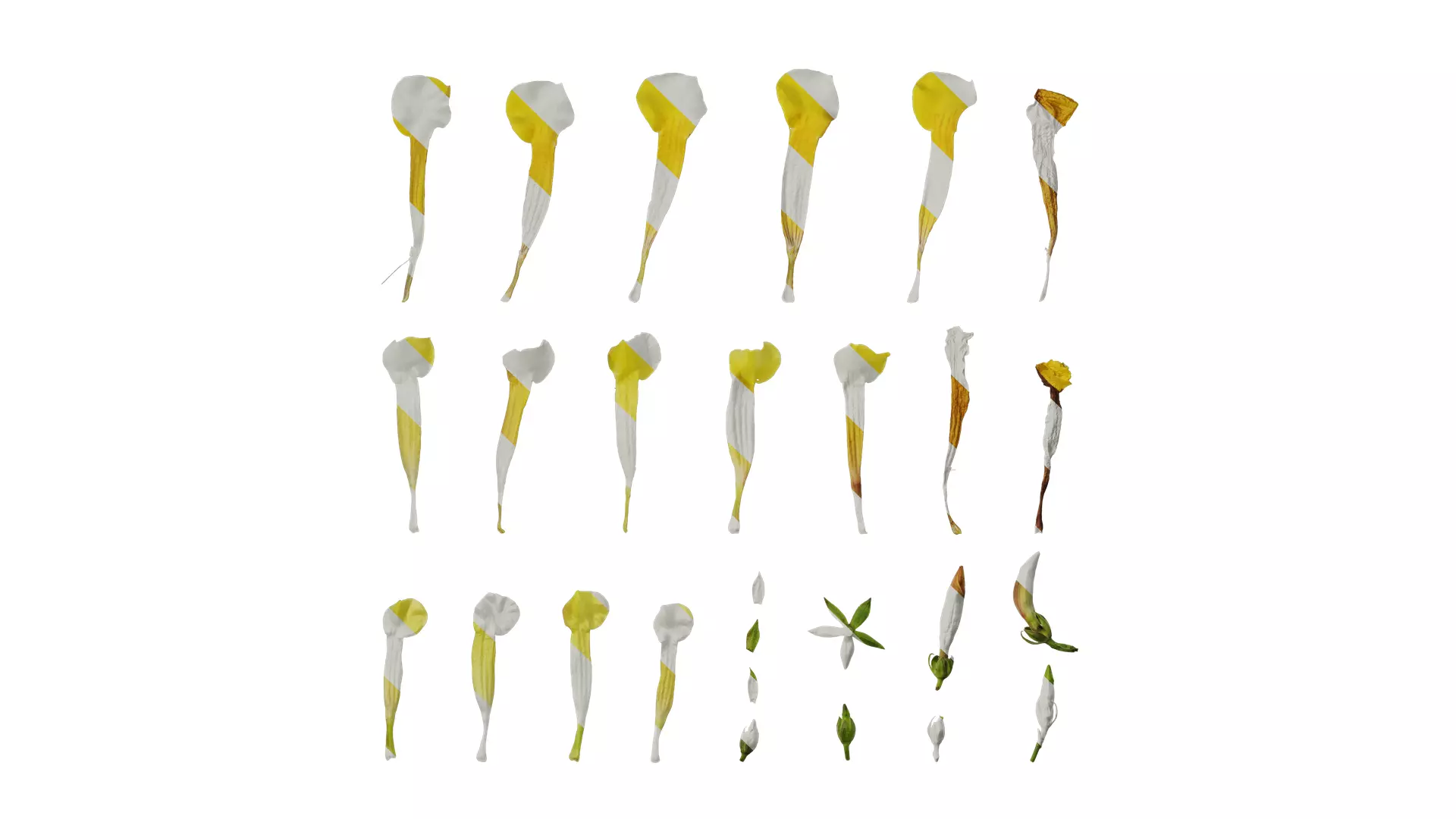 Anydrafts Allamanda schottii Flower 03 Texture_0