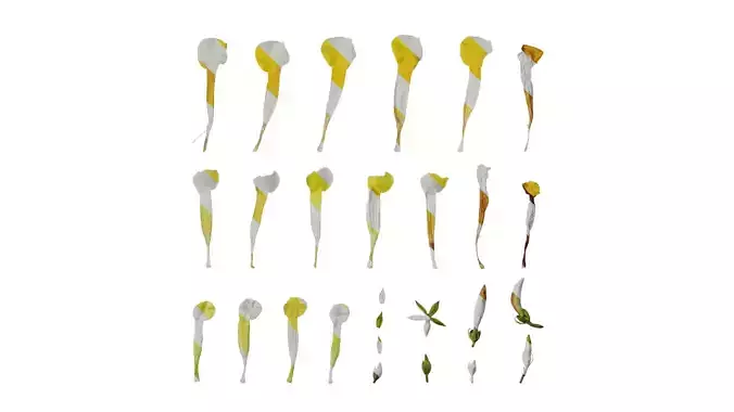 Anydrafts Allamanda schottii Flower 03