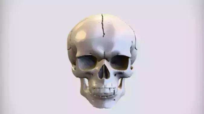 human skull with cracks