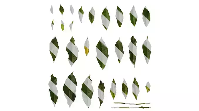 Anydrafts Allamanda schottii Leaf 02