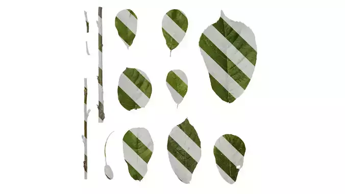 Anydrafts Alnus cremastogyne Atlas 03 F