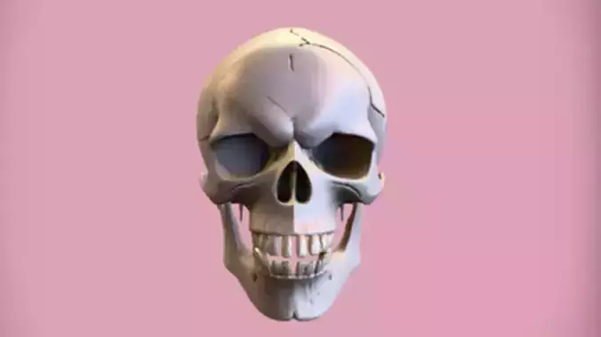 Human Skull 3D Game Ready Model