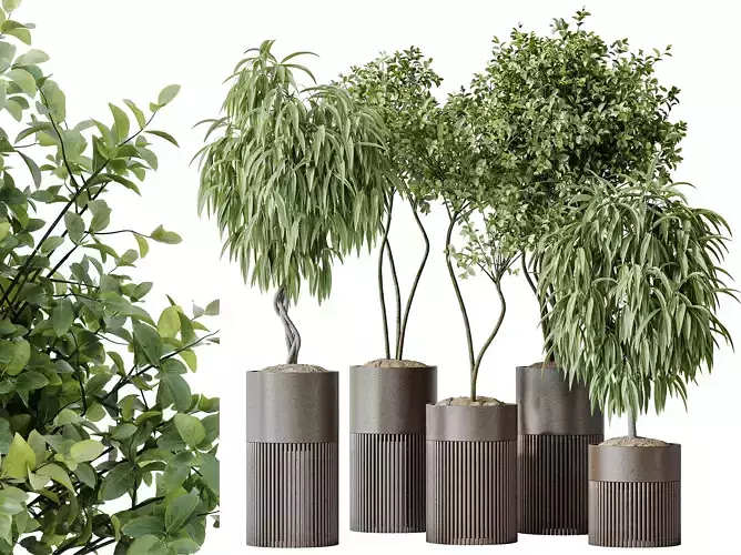 AV Indoor plants set 158 Europaea Olive Eucalyptus and Ficus