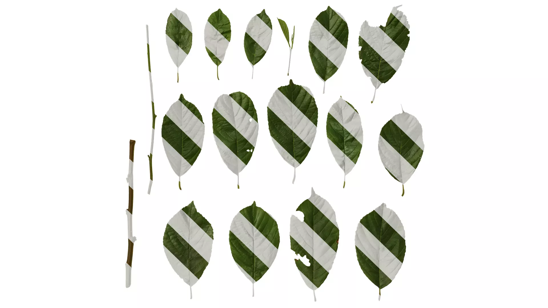 Anydrafts Alnus cremastogyne Leaf 02 Texture