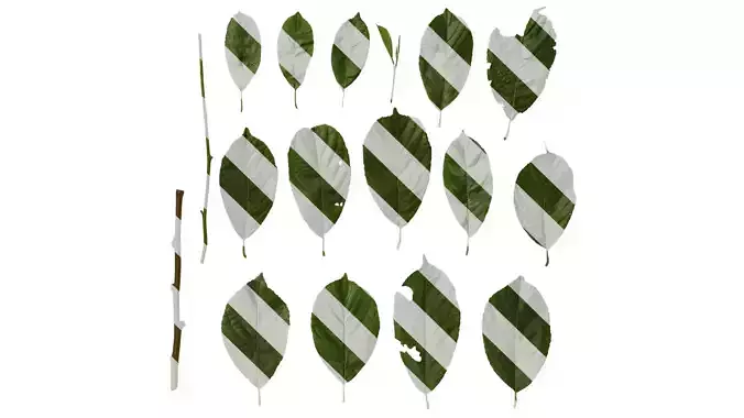 Anydrafts Alnus cremastogyne Leaf 02