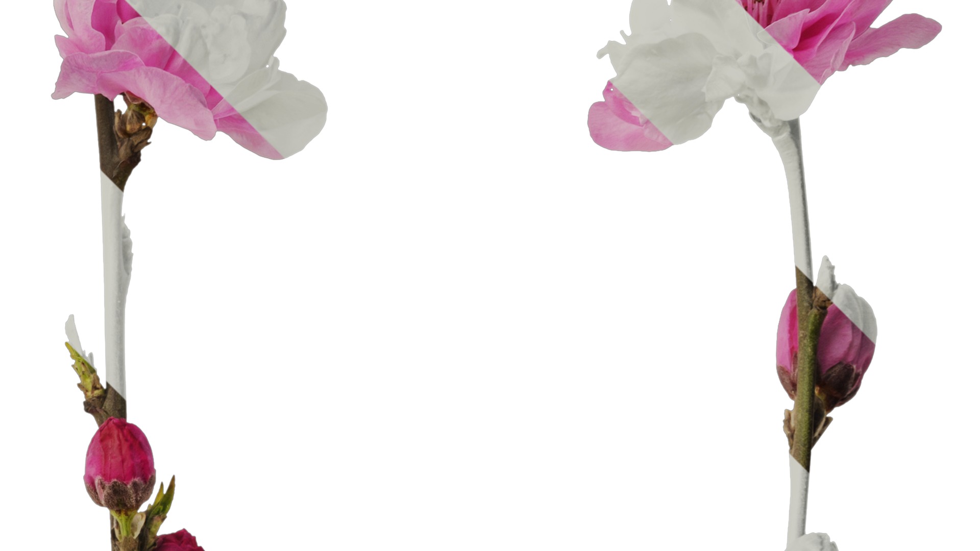 Anydrafts Amygdalus persica magnifica Atlas 01 Texture_2