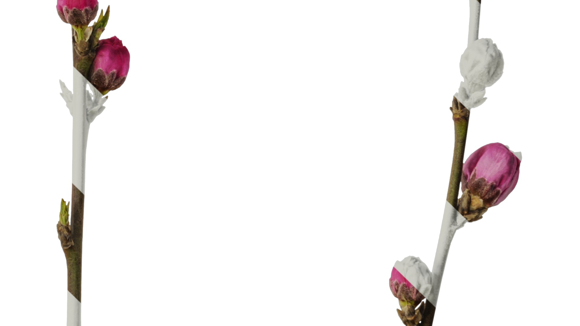 Anydrafts Amygdalus persica magnifica Atlas 01 Texture_4