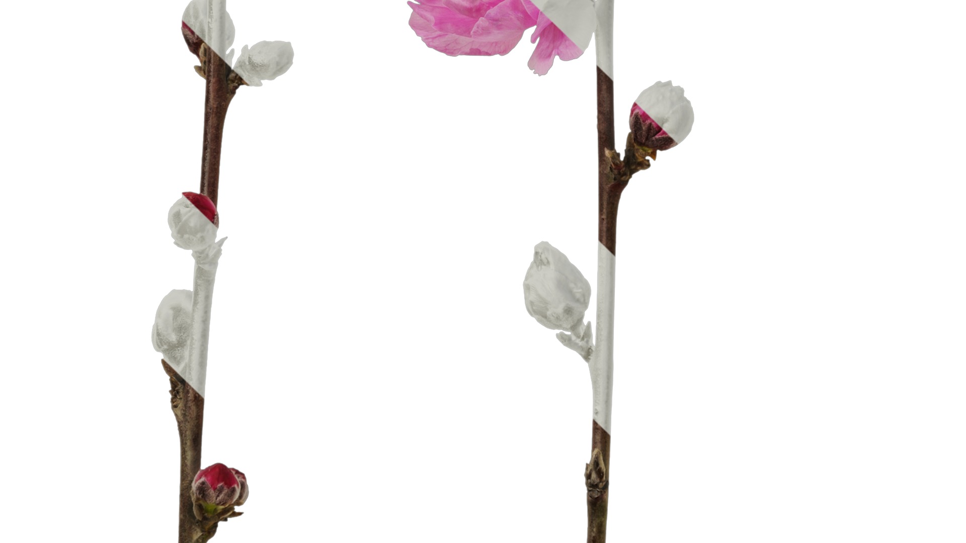 Anydrafts Amygdalus persica magnifica Atlas 01 Texture_5