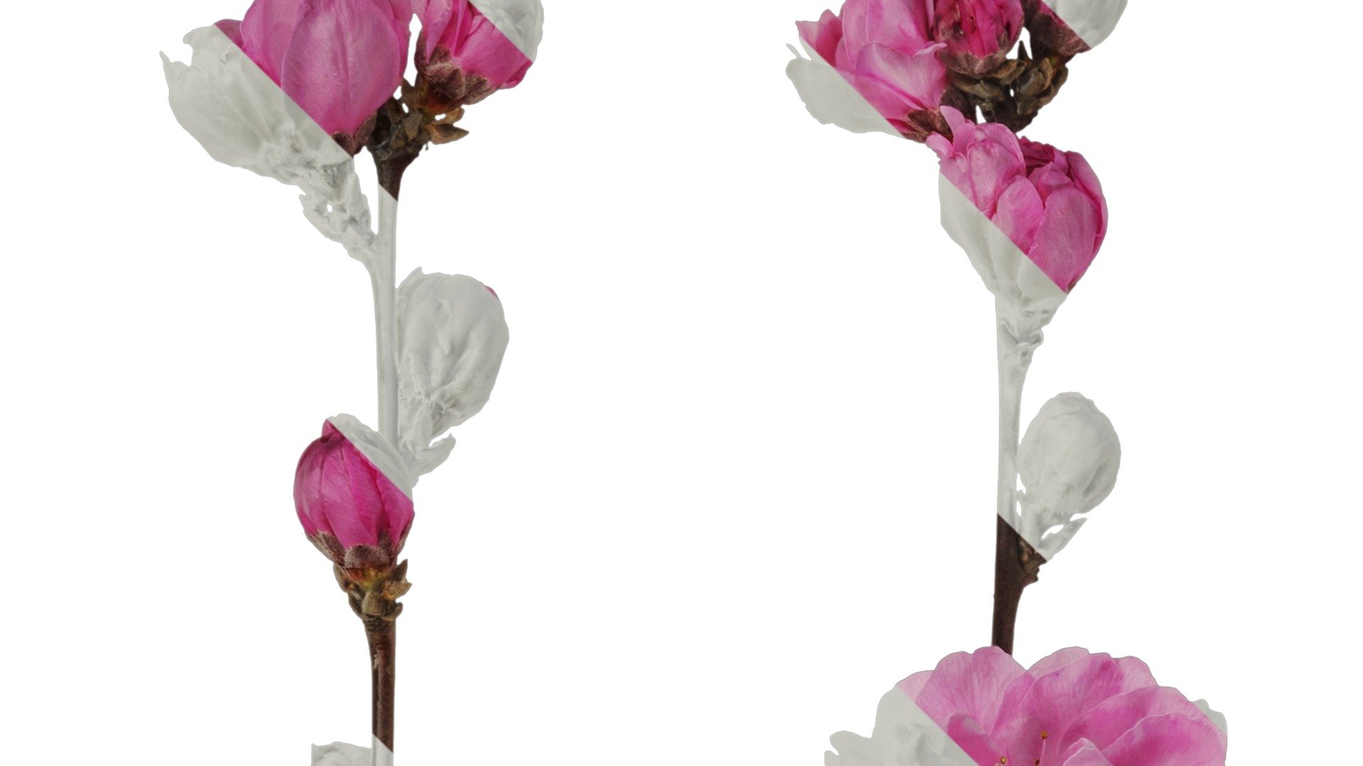 Anydrafts Amygdalus persica magnifica Atlas 01 Texture_1