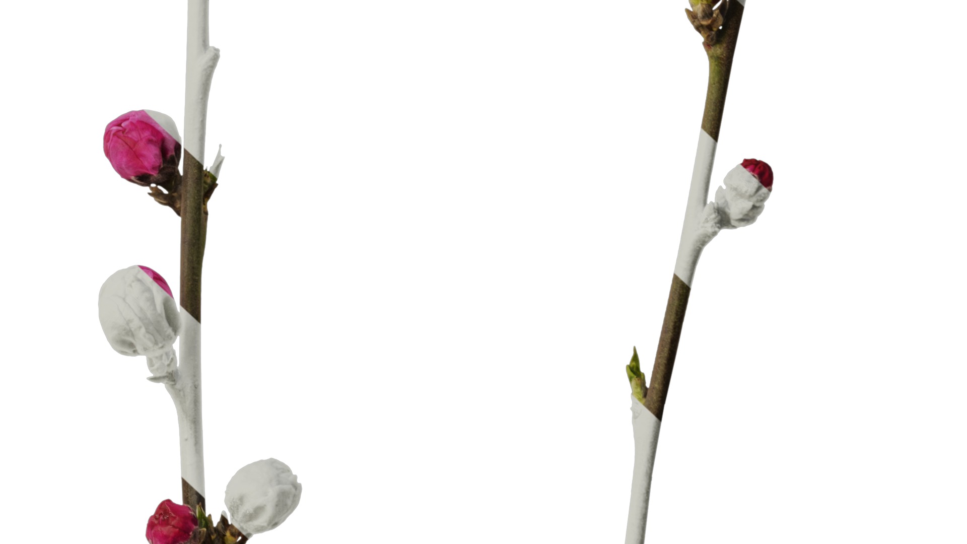 Anydrafts Amygdalus persica magnifica Atlas 01 Texture_6