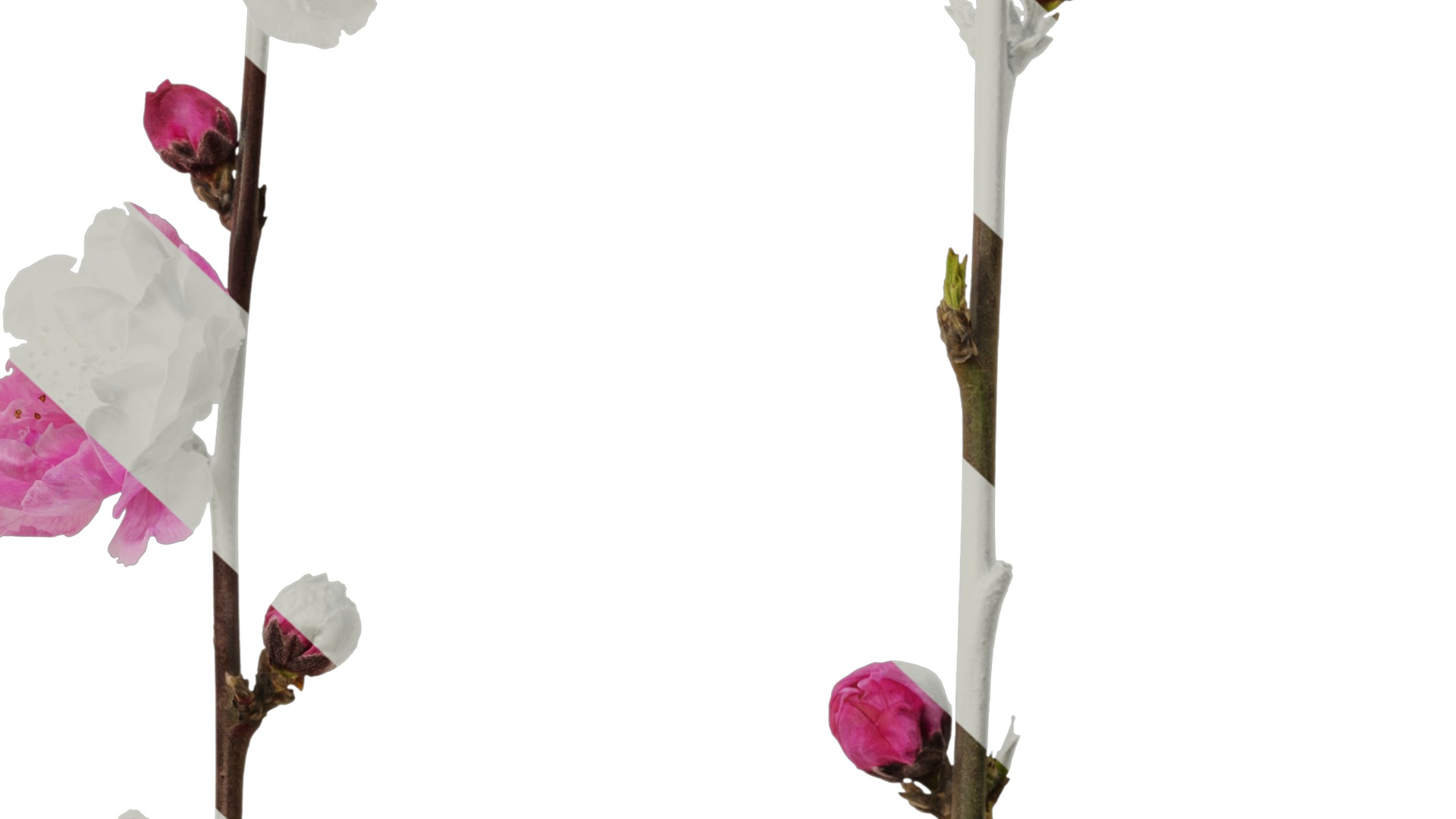 Anydrafts Amygdalus persica magnifica Atlas 01 Texture_7