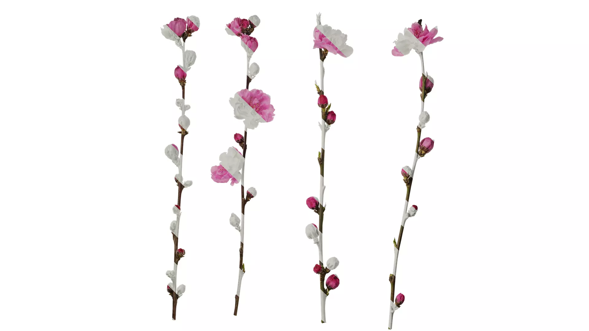 Anydrafts Amygdalus persica magnifica Atlas 01 Texture_0