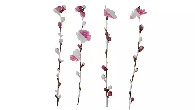 Anydrafts Amygdalus persica magnifica Atlas 01