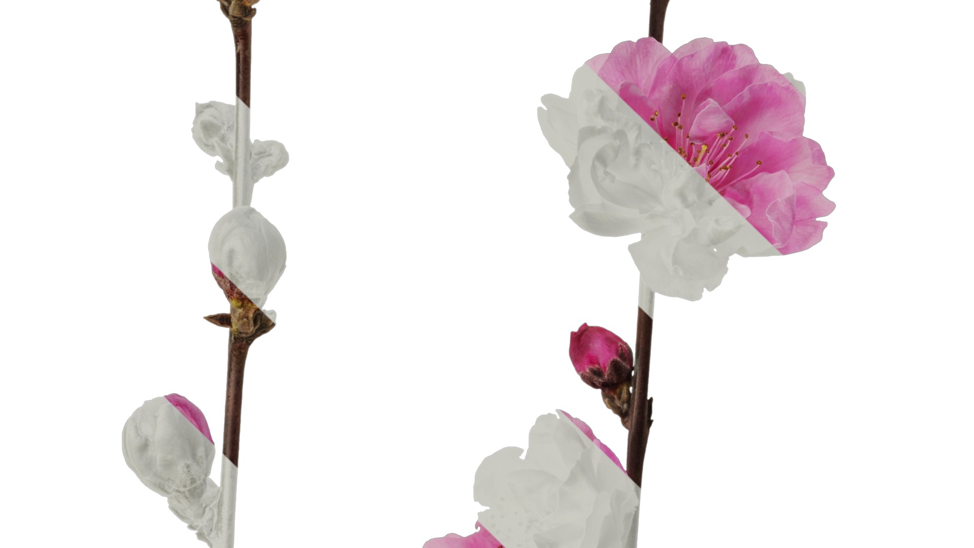 Anydrafts Amygdalus persica magnifica Atlas 01 Texture_3