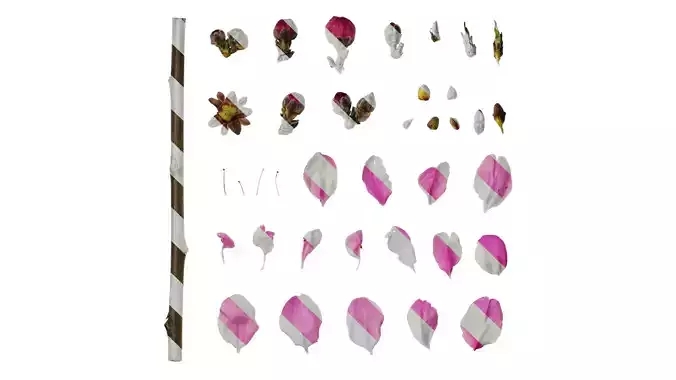 Anydrafts Amygdalus persica magnifica Atlas 02