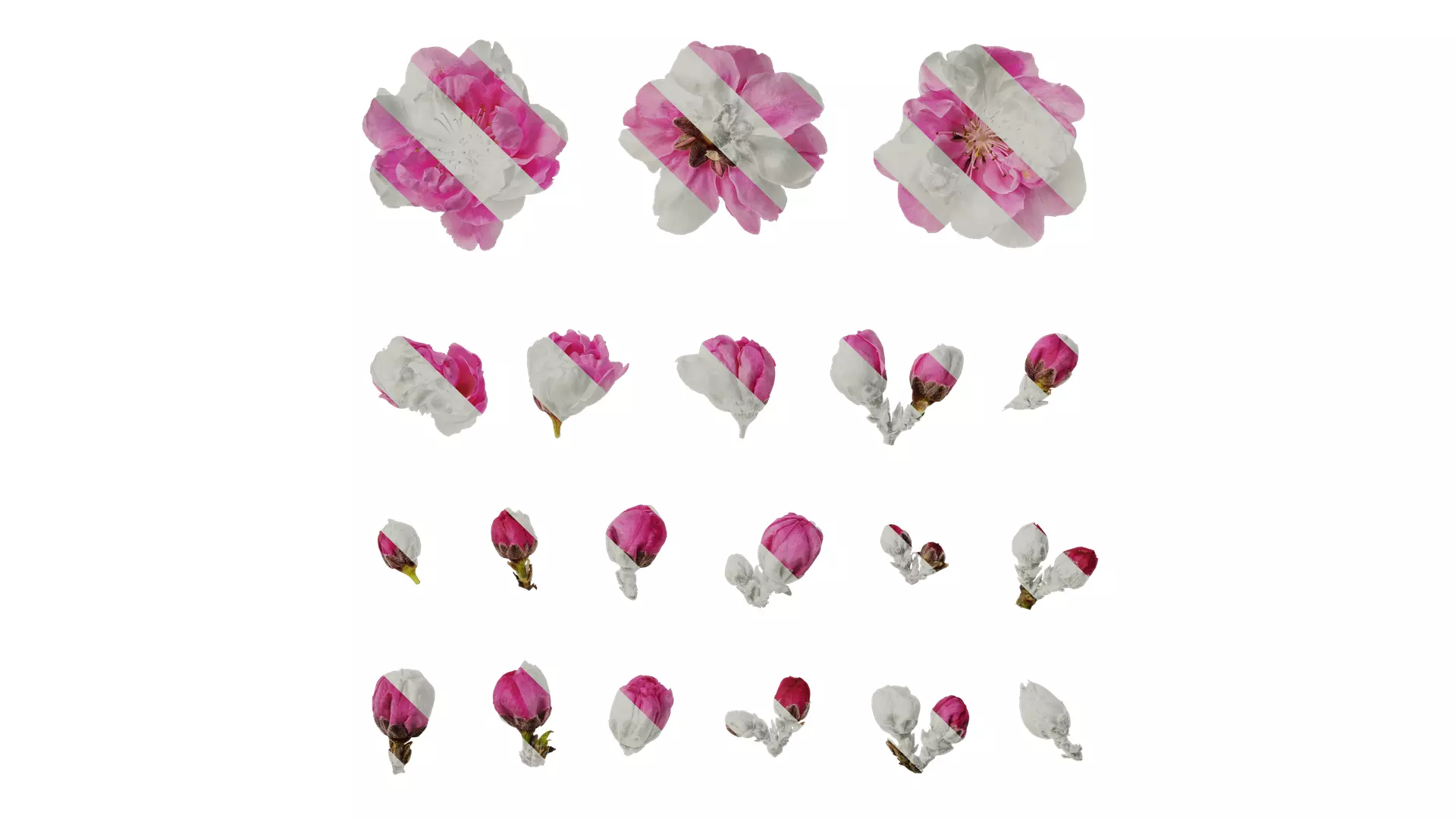 Anydrafts Amygdalus persica magnifica Flower 01 Texture_0