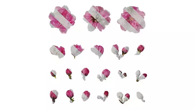 Anydrafts Amygdalus persica magnifica Flower 01