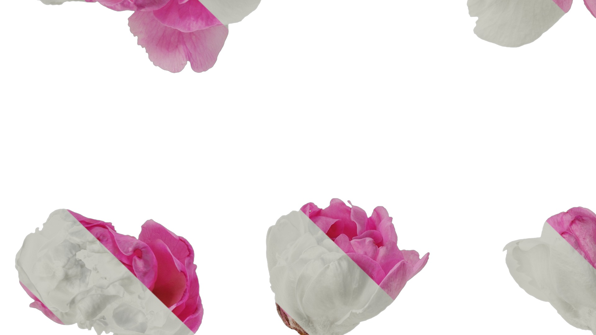 Anydrafts Amygdalus persica magnifica Flower 01 Texture_3