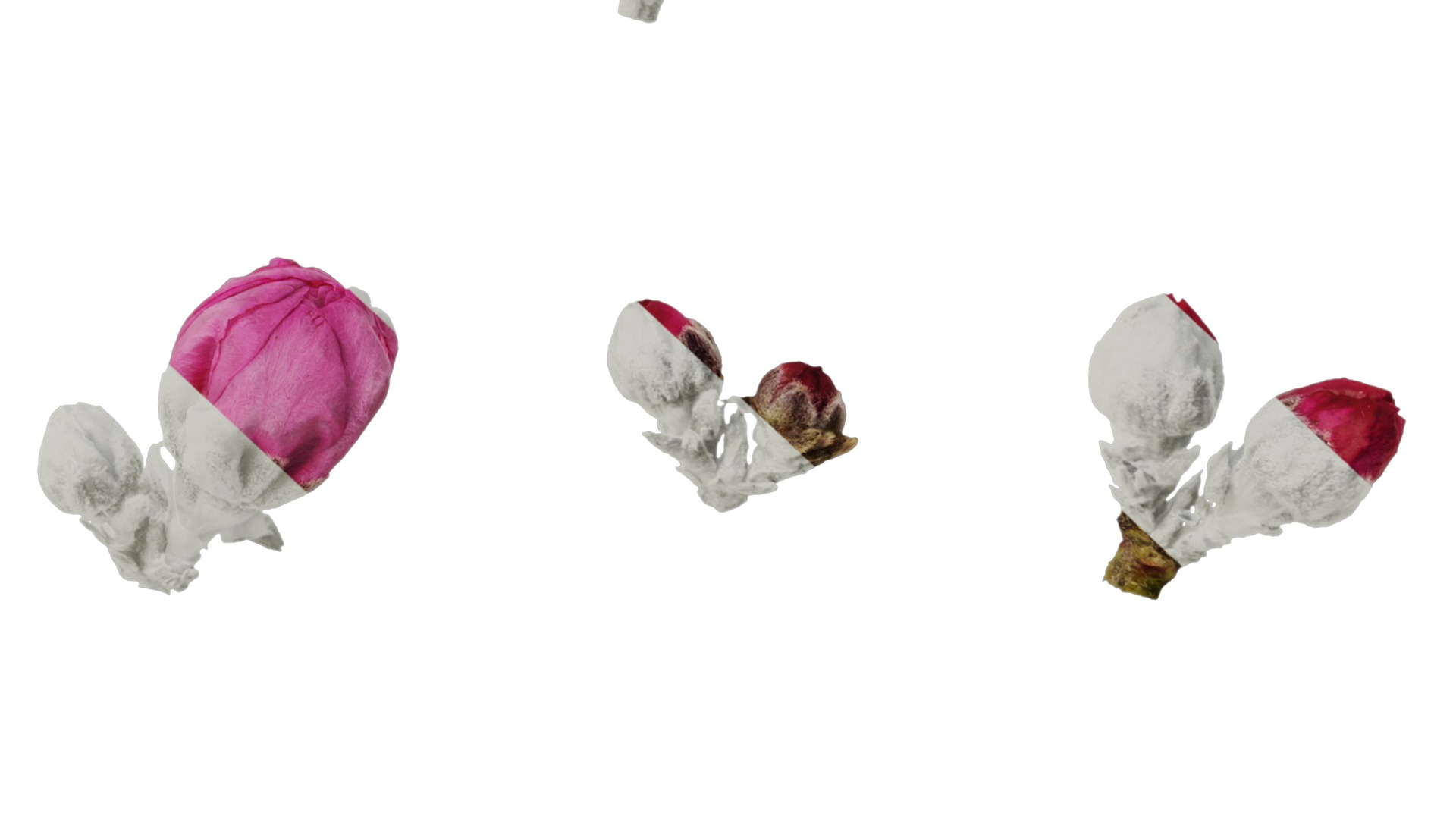 Anydrafts Amygdalus persica magnifica Flower 01 Texture_6