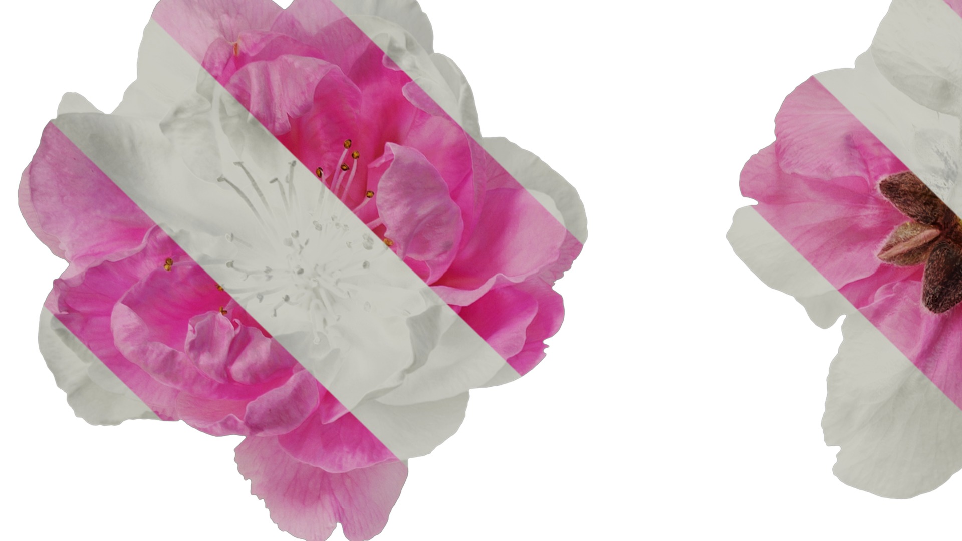 Anydrafts Amygdalus persica magnifica Flower 01 Texture_1