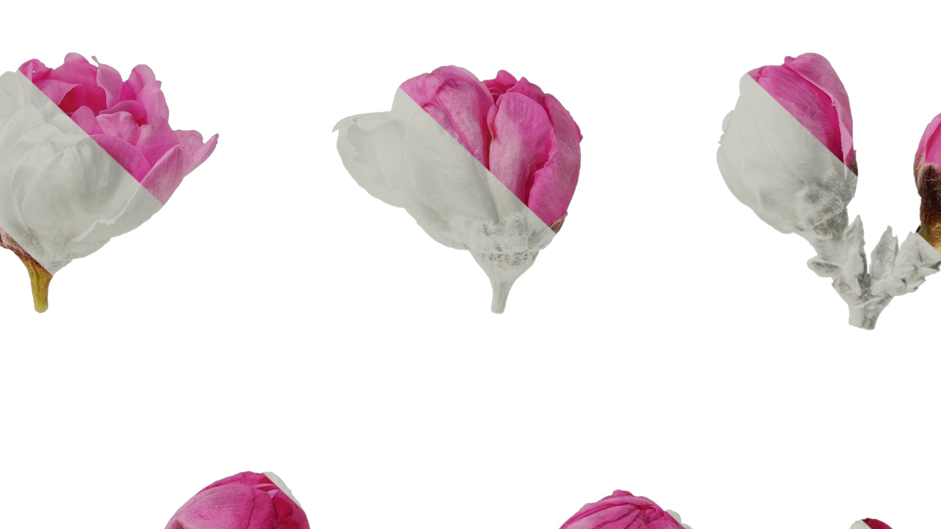 Anydrafts Amygdalus persica magnifica Flower 01 Texture_7