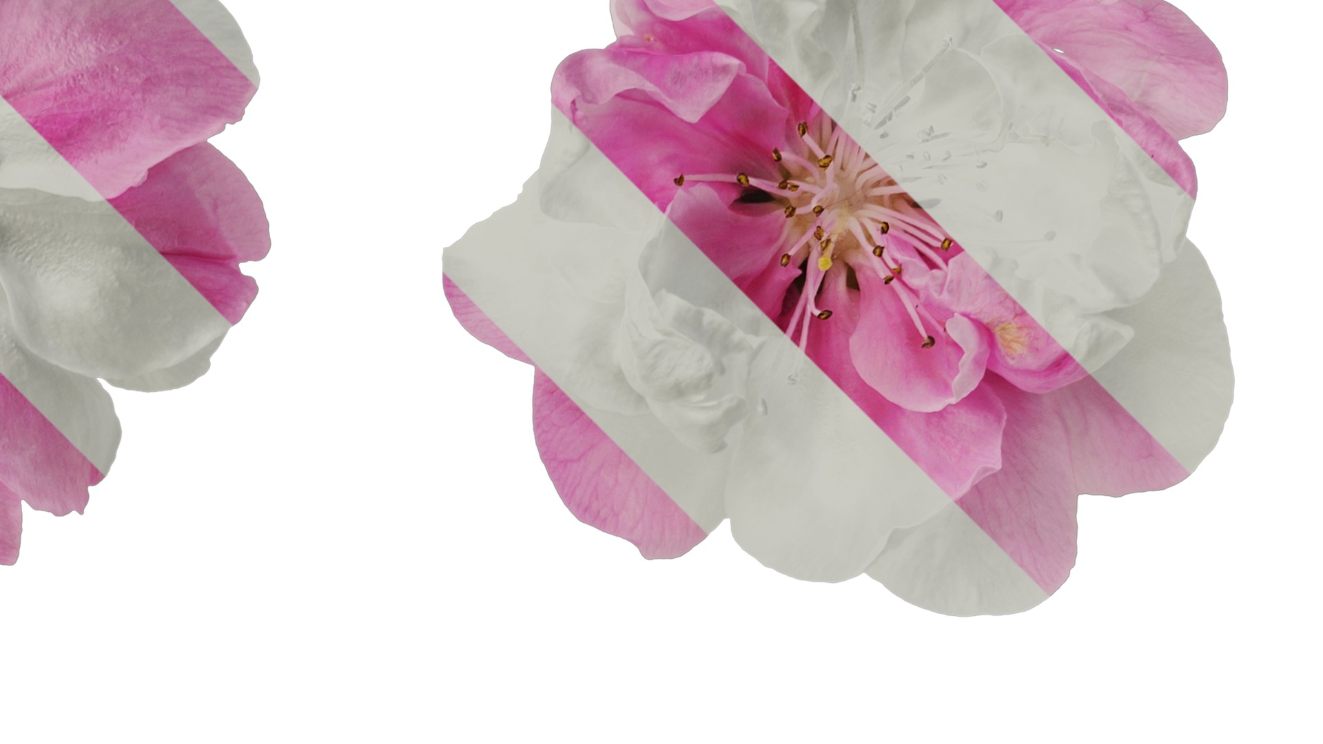 Anydrafts Amygdalus persica magnifica Flower 01 Texture_2