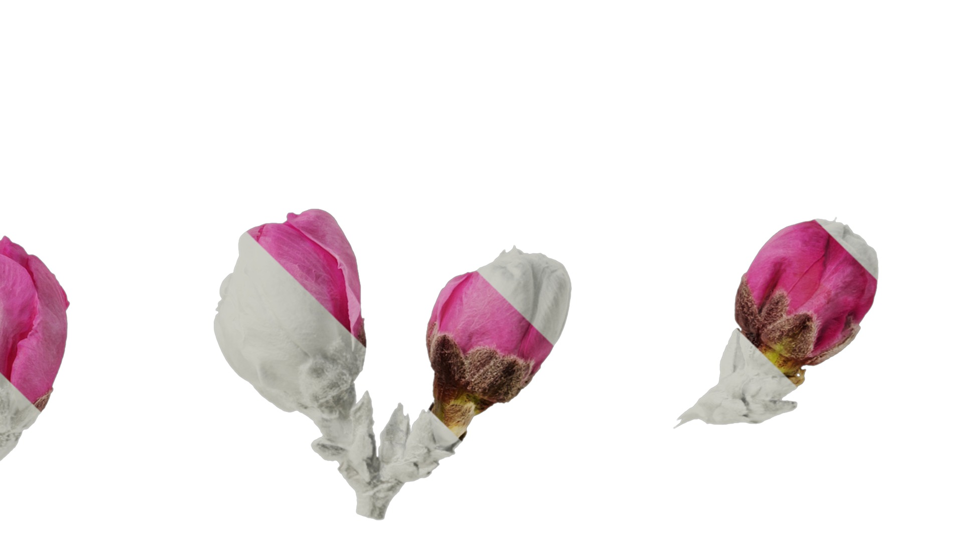 Anydrafts Amygdalus persica magnifica Flower 01 Texture_4