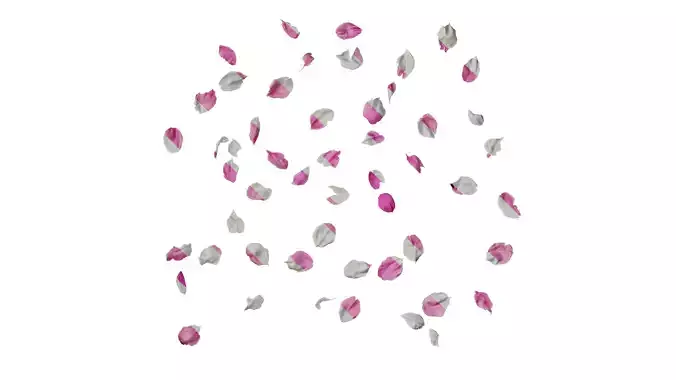 Anydrafts Amygdalus persica magnifica Flower 02