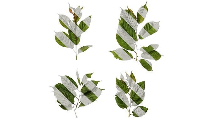 Anydrafts Amygdalus triloba Atlas 01 Texture