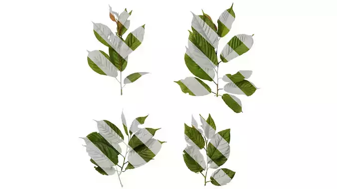 Anydrafts Amygdalus triloba Atlas 01