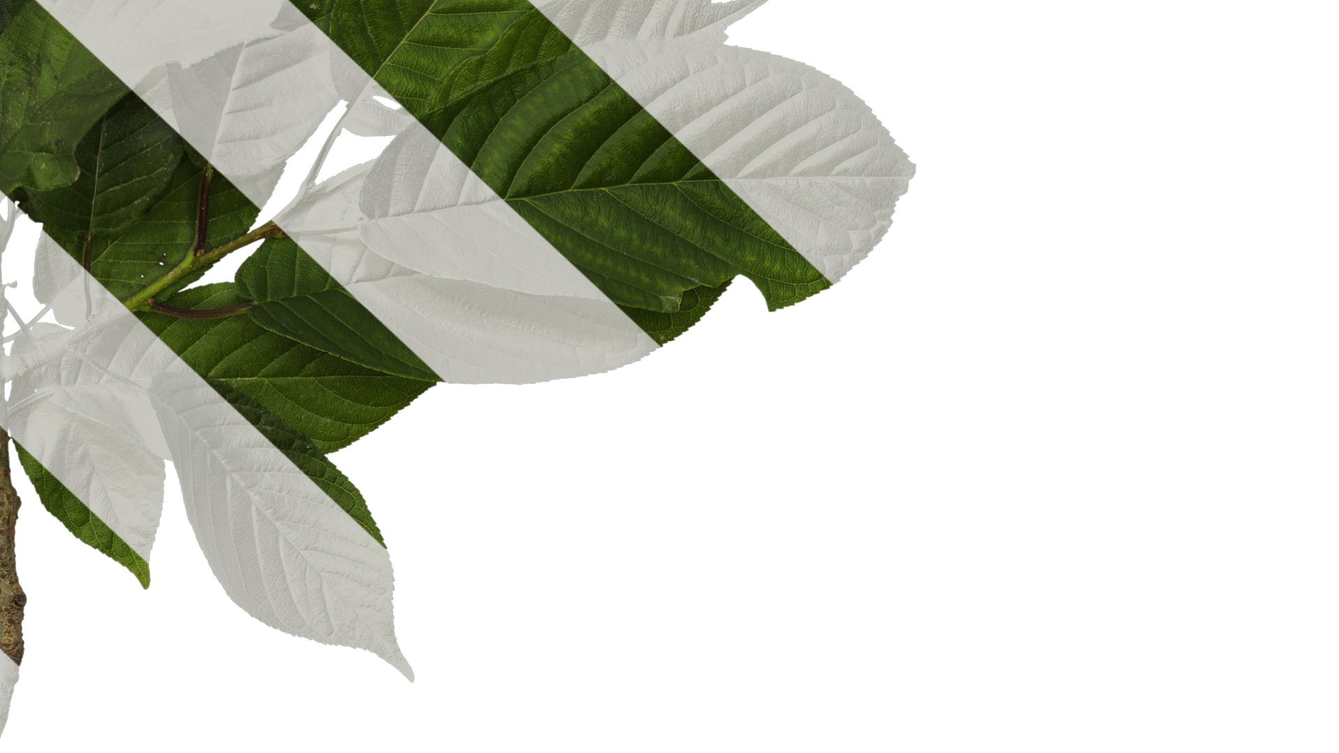 Anydrafts Amygdalus triloba Atlas 02 Texture_6