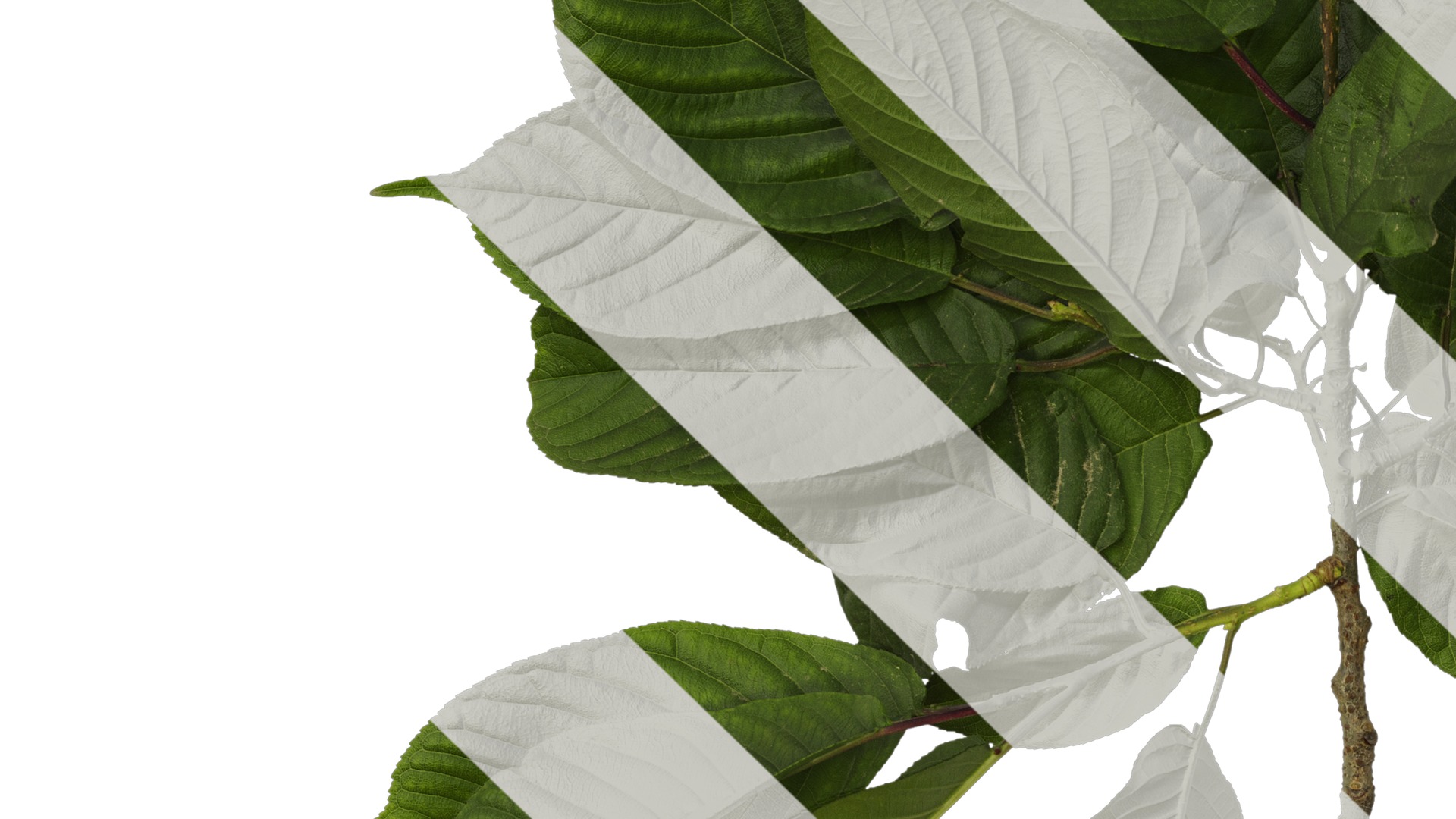 Anydrafts Amygdalus triloba Atlas 02 Texture_5