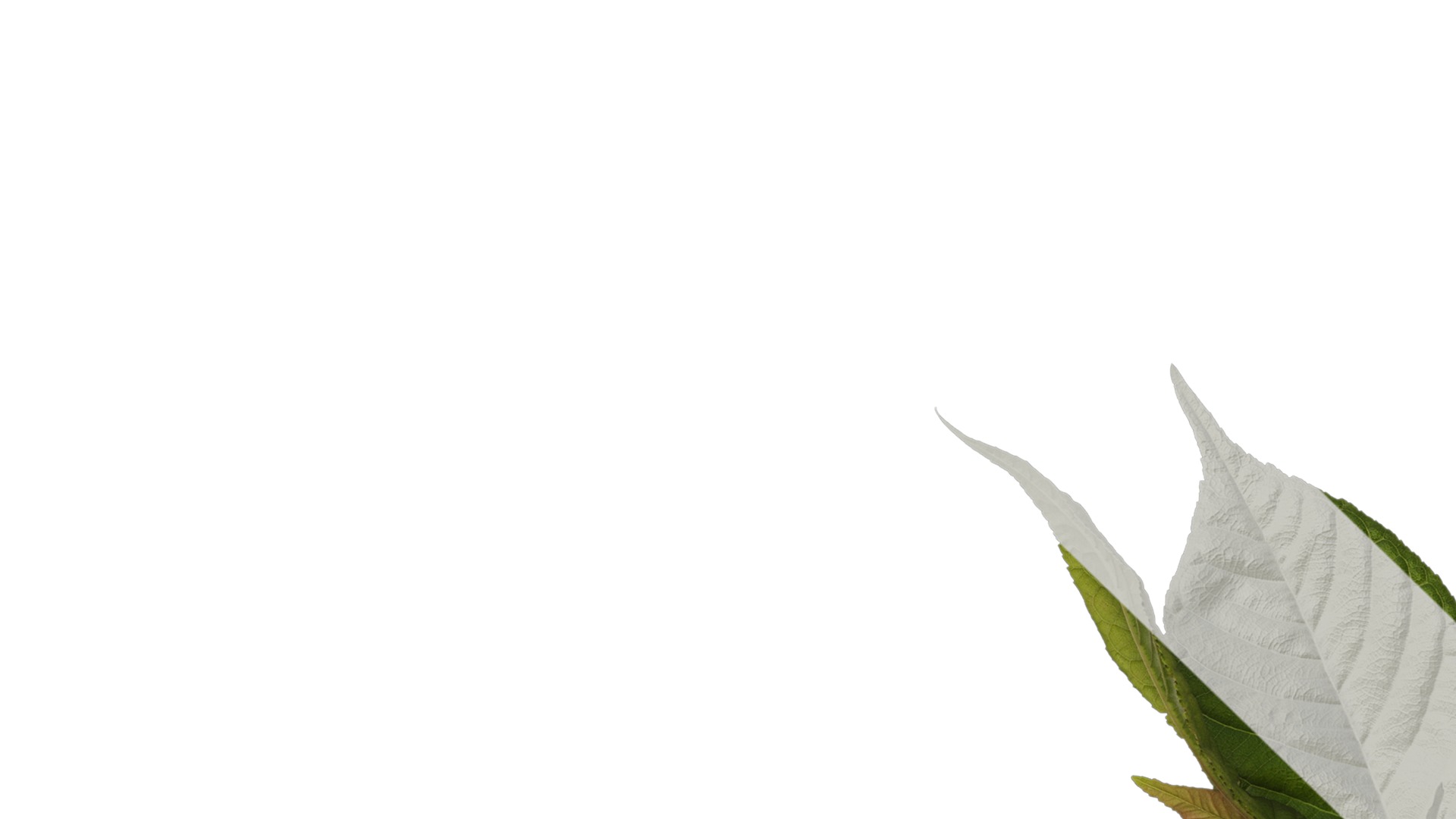 Anydrafts Amygdalus triloba Atlas 02 Texture_1