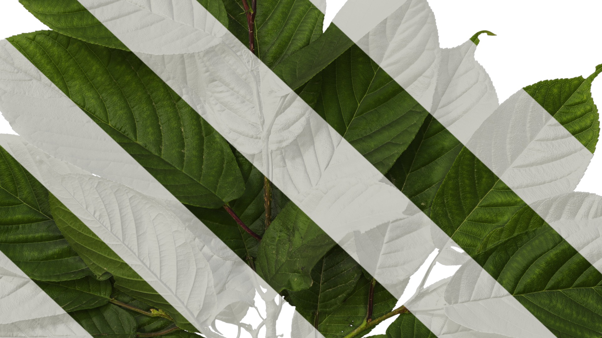 Anydrafts Amygdalus triloba Atlas 02 Texture_7