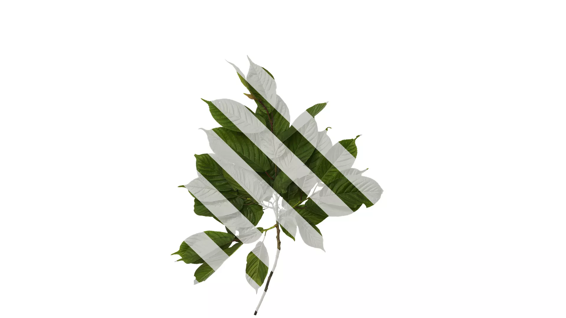 Anydrafts Amygdalus triloba Atlas 02 Texture_0