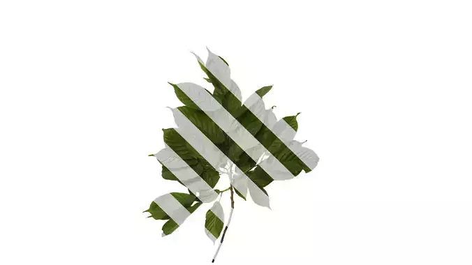 Anydrafts Amygdalus triloba Atlas 02