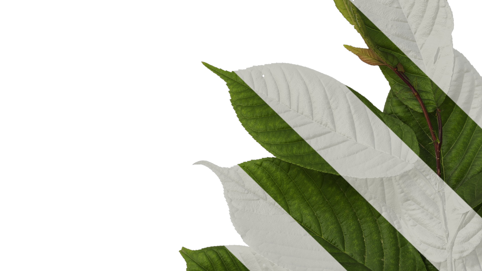 Anydrafts Amygdalus triloba Atlas 02 Texture_3