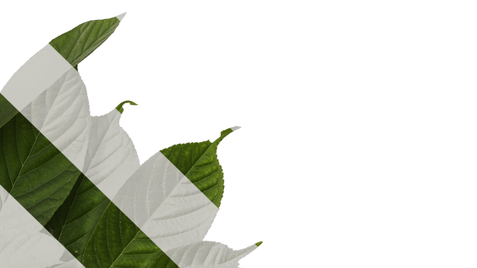 Anydrafts Amygdalus triloba Atlas 02 Texture_4