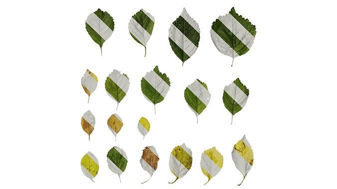 Anydrafts Amygdalus triloba Leaf 01 Texture