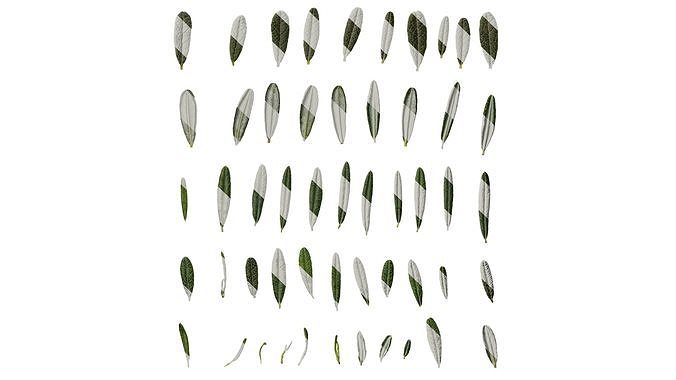 Anydrafts Andromeda polifolia blue ice Leaf 01 Texture