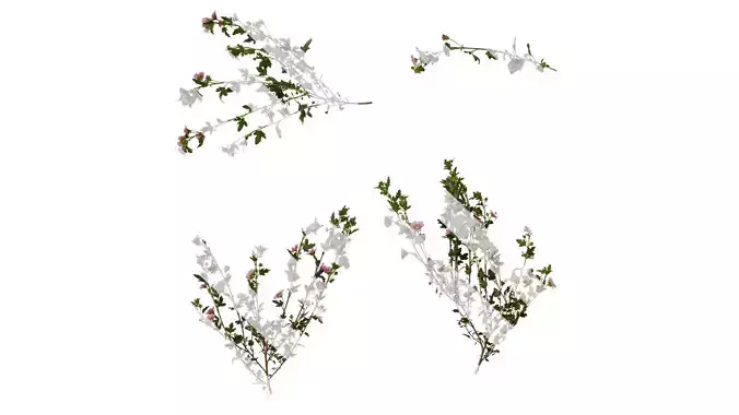 Anydrafts Anisodontea capensis Atlas 03