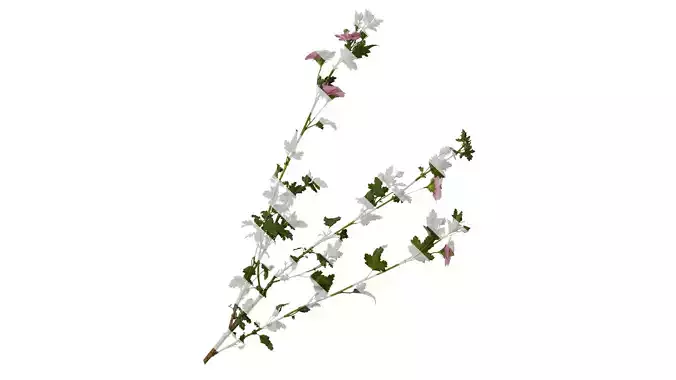 Anydrafts Anisodontea capensis Atlas 04