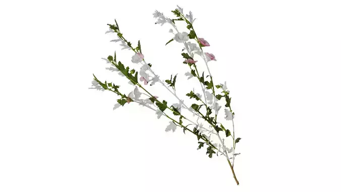 Anydrafts Anisodontea capensis Atlas 05