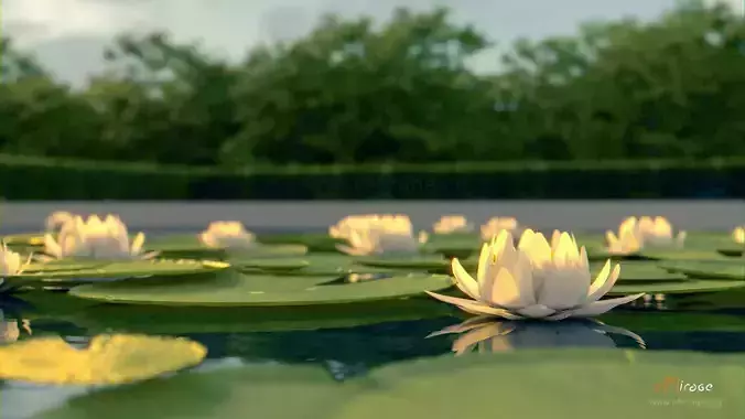 lotus flower 3D model