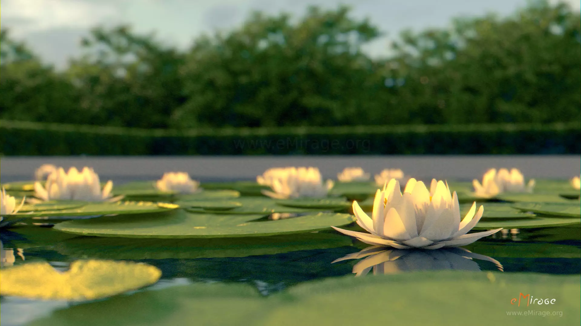 lotus flower 3D model_0