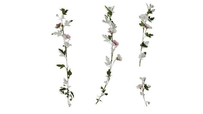 Anydrafts Anisodontea capensis Atlas 06 Texture